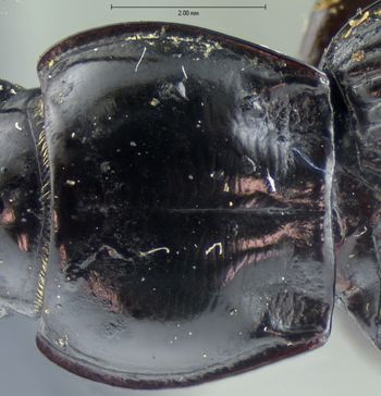 Media type: image;   Entomology 5631 Aspect: pronotum dorsal